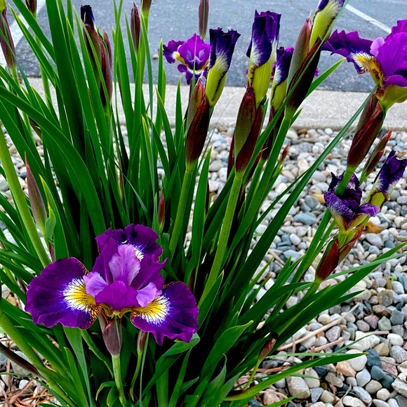 Meet your Posher, Ashley - Picture 1 of 1